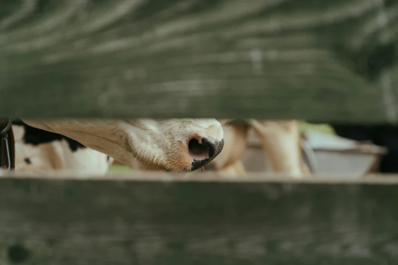 a cow sticking its head through a wooden fence, inspired by Elke Vogelsang, pexels contest winner, eating outside, square nose, low detail, subject: dog