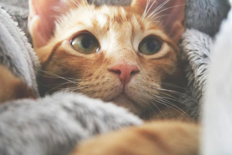 a close up of a cat laying on a blanket, trending on unsplash, ginger hair and fur, “portrait of a cartoon animal, with instagram filters, handsome face