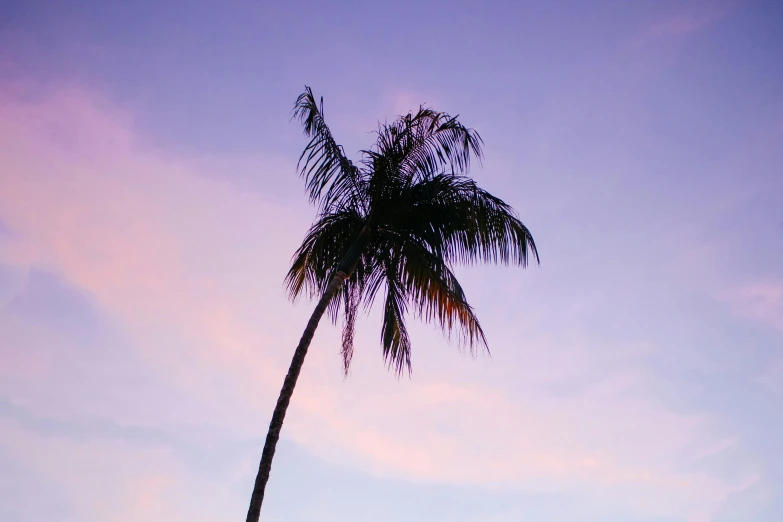 a tall palm tree sitting on top of a lush green field, an album cover, pexels contest winner, hurufiyya, soft lilac skies, sunset beach, ((purple)), tropical