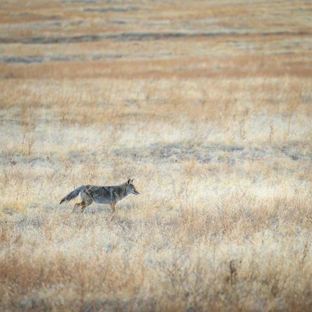 a coyote running through a dry grass field, pexels contest winner, fading into the distance, high angle shot, a small, gray