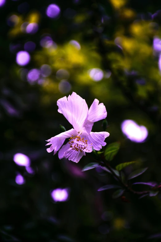 a purple flower sitting on top of a lush green field, a picture, by Reuben Tam, unsplash, romanticism, lights in the dark, soft white glow, bokeh. iridescent accents, soft light - n 9