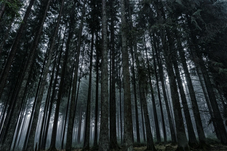 a forest filled with lots of tall trees, inspired by Elsa Bleda, unsplash contest winner, under a gray foggy sky, ((trees)), black forest, fine art print