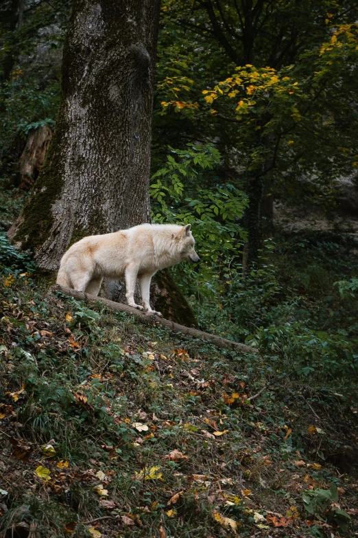 a white bear standing on top of a lush green hillside, a picture, inspired by Elsa Bleda, unsplash contest winner, renaissance, wolves, autumn, 2019 trending photo, dire wolf
