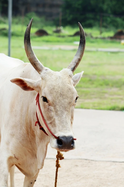 a white cow standing on top of a dirt field, two large horns on the head, south east asian with round face, long hook nose, college