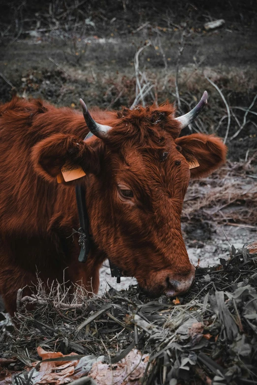 a brown cow standing on top of a lush green field, pexels contest winner, renaissance, fur with mud, ( redhead, winter, gif