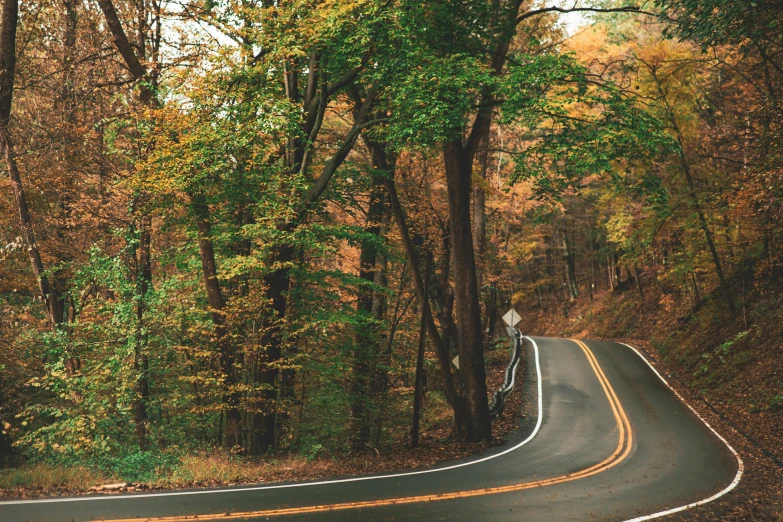 a winding road in the middle of a forest, unsplash contest winner, orange and brown leaves for hair, 🚿🗝📝