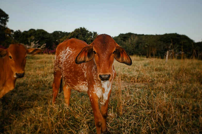 a brown and white cow standing on top of a grass covered field, instagram post, brazilian, golden hour photo, cinematic shot ar 9:16 -n 6 -g