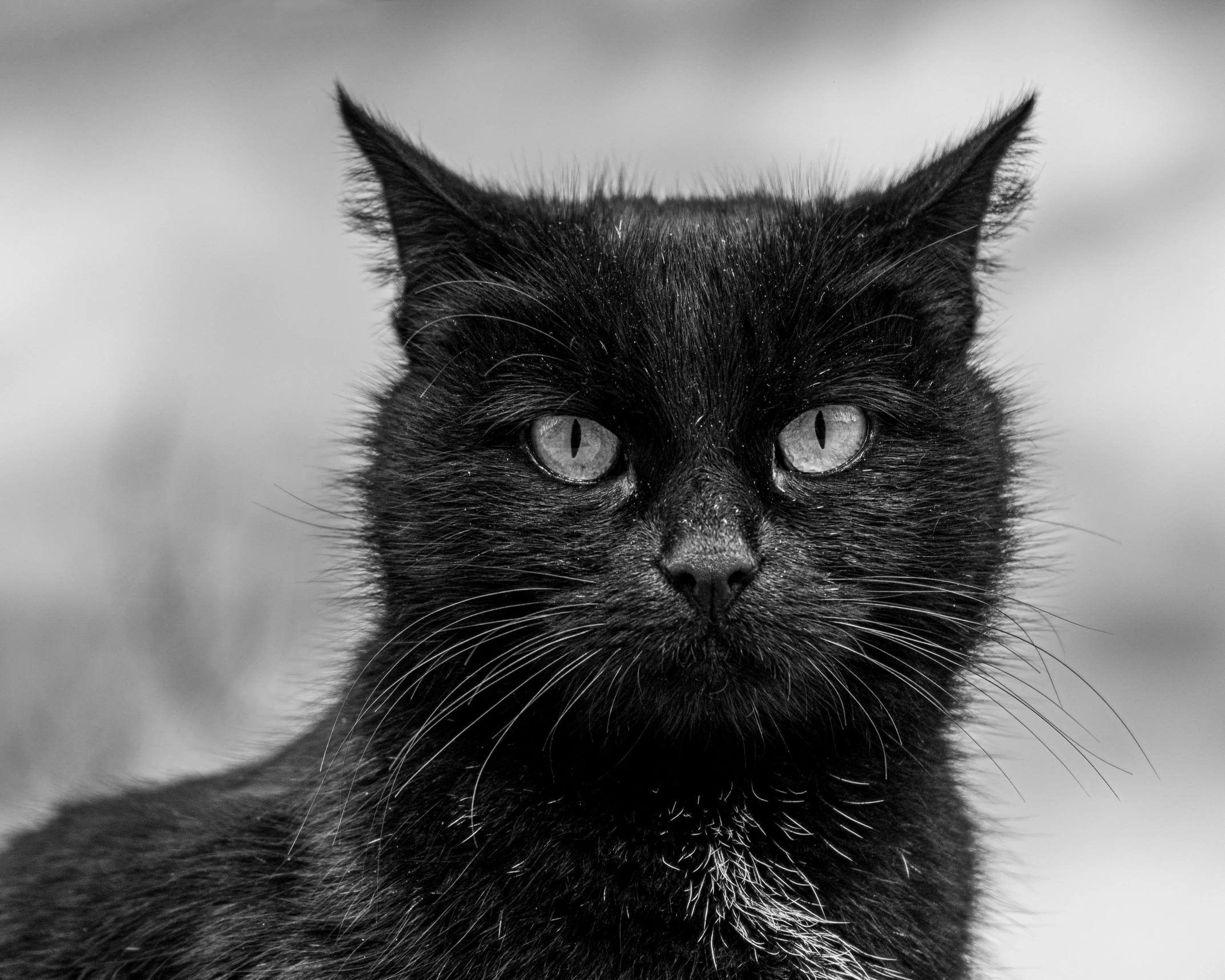 a black cat is staring at the camera, a black and white photo, pixabay, portrait of rugged zeus, trending photo, profile picture 1024px, portrait of a vigilante