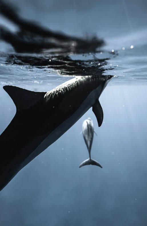 a couple of dolphins swimming next to each other, by Peter Churcher, unsplash contest winner, romanticism, by emmanuel lubezki, taken in the early 2020s, slide show, drinking