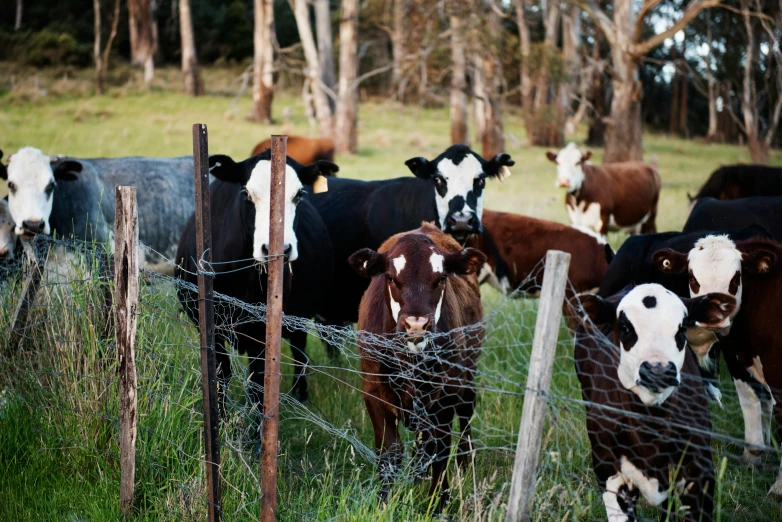 a herd of cows standing on top of a lush green field, rusty chain fencing, profile image, bulli, ready to eat