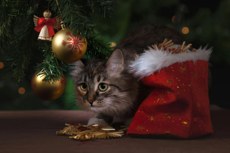 a cat is sitting under a christmas tree, a portrait, shutterstock, square, brown, 8k 4k, pouncing