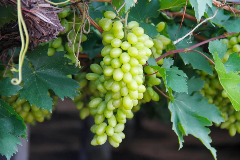 a bunch of green grapes hanging from a vine, skye meaker, no cropping, award-winning crisp details”, 🍸🍋