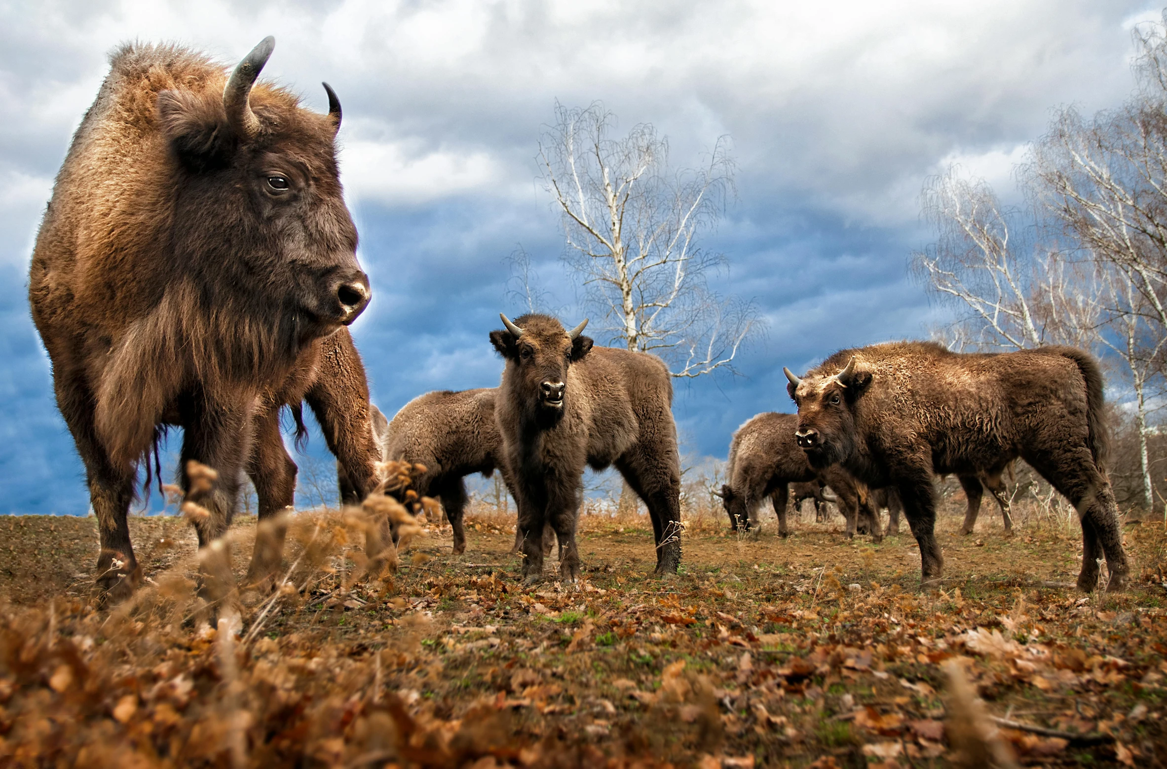 a herd of bison standing on top of a grass covered field, a portrait, pexels contest winner, baroque, hunting trophies, 🦩🪐🐞👩🏻🦳, romanian heritage, an angry