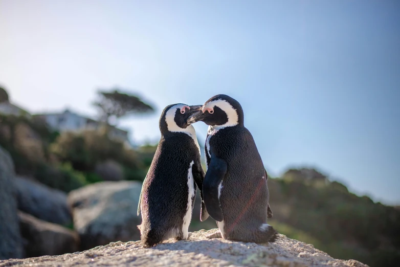 a couple of penguins standing on top of a rock, pexels contest winner, romanticism, bubbly, kissing each other, 🦩🪐🐞👩🏻🦳, south african coast