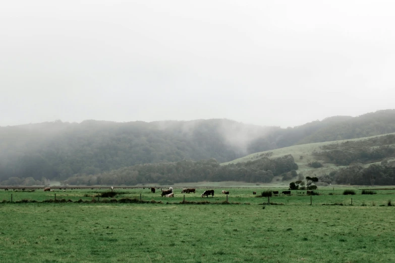 a herd of cattle grazing on a lush green field, by Jessie Algie, unsplash, australian tonalism, hollister ranch, foggy day outside, background image