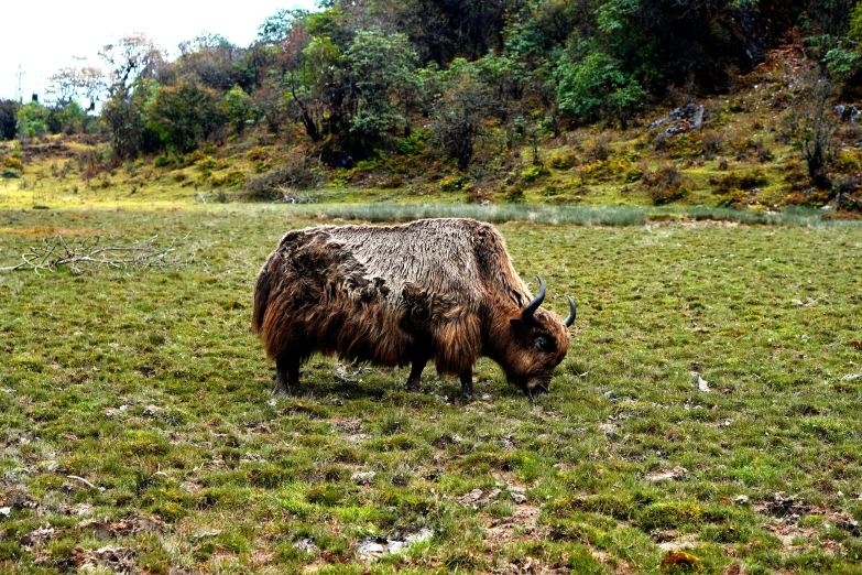 a yak standing on top of a lush green field, crawling along a bed of moss, avatar image, bhutan, hair