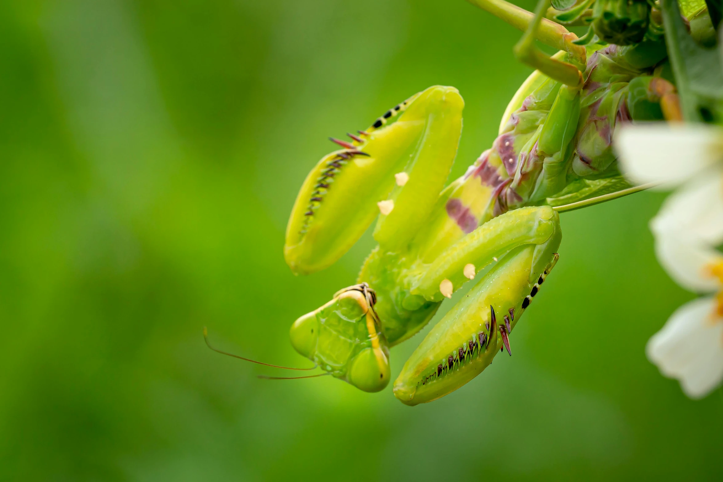 a close up of a praying mantisce on a plant, by Basuki Abdullah, mantis, macro photography 8k, uncrop, 2022 photograph