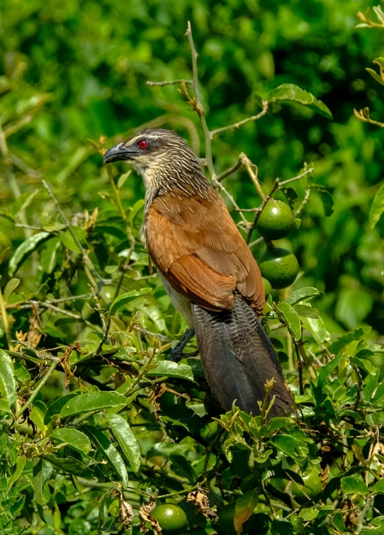 a bird sitting on top of a tree branch, by Peter Churcher, sumatraism, with lots of vegetation, unmistakably kenyan, brown, slide show