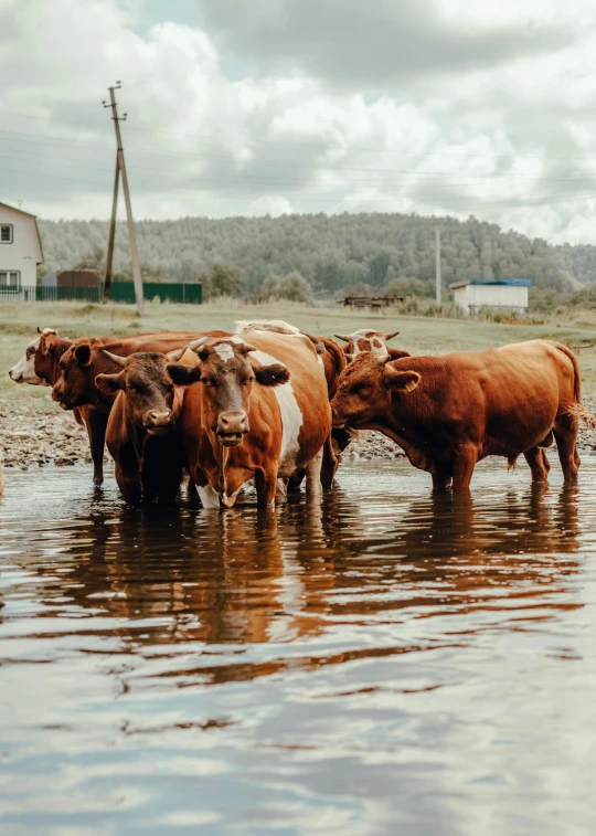 a group of cows that are standing in the water, on a farm, jovana rikalo, nostalgic 8k, brown