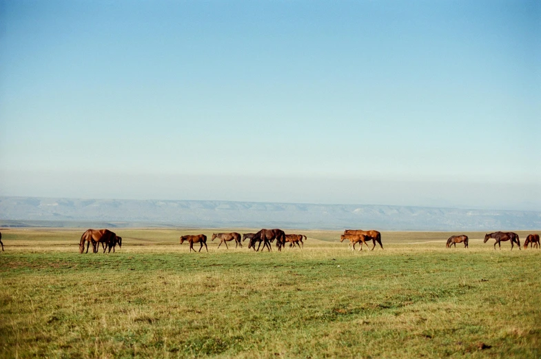 a herd of horses grazing on a lush green field, unsplash, land art, kazakh, 90s photo, shot on hasselblad, wide open city ”