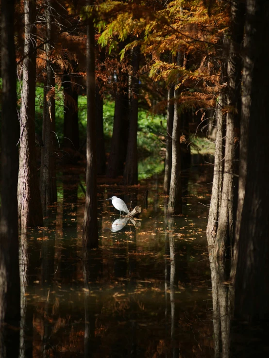 a white bird flying through a forest filled with trees, inspired by Ethel Schwabacher, unsplash contest winner, louisiana swamps, autum, cypress trees, 8k octan photo