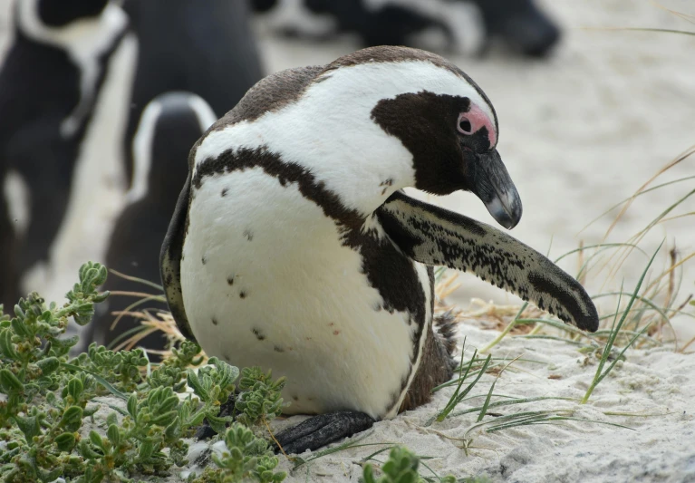 a penguin sitting on top of a sandy beach, facing the camera
