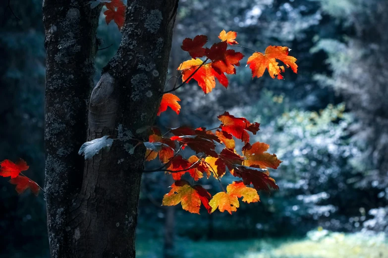 a close up of a tree with leaves on it, pexels contest winner, red and blue back light, during autumn, slide show, paul barson