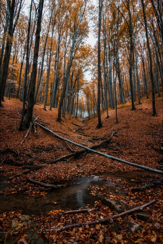 a forest filled with lots of trees covered in leaves, by Ivan Grohar, unsplash contest winner, renaissance, dry river bed, 4k serene, fallen trees, intricate environment - n 9