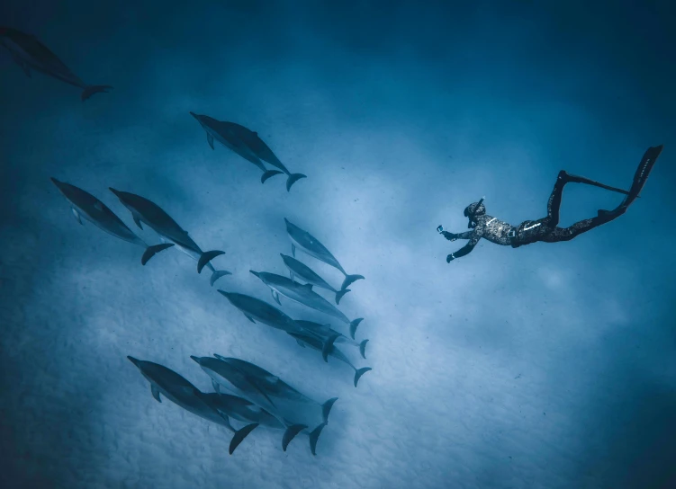 a person swimming with a group of dolphins, by national geographic, unsplash contest winner, surrealism, school of fishes, iceland photography, blue toned, scuba diving