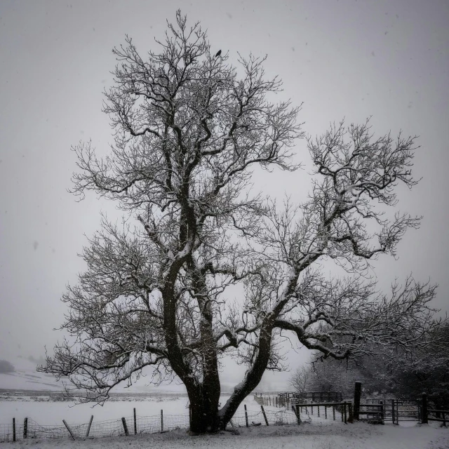 a black and white photo of a tree in the snow, pexels contest winner, crows on the oak tree, brown, a wooden, mixed art