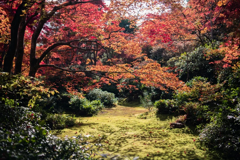 a path through a lush green forest filled with trees, inspired by Miyagawa Chōshun, autumn leaves on the ground, beautiful ancient garden behind, vibrant red and green colours, sen no rikyu