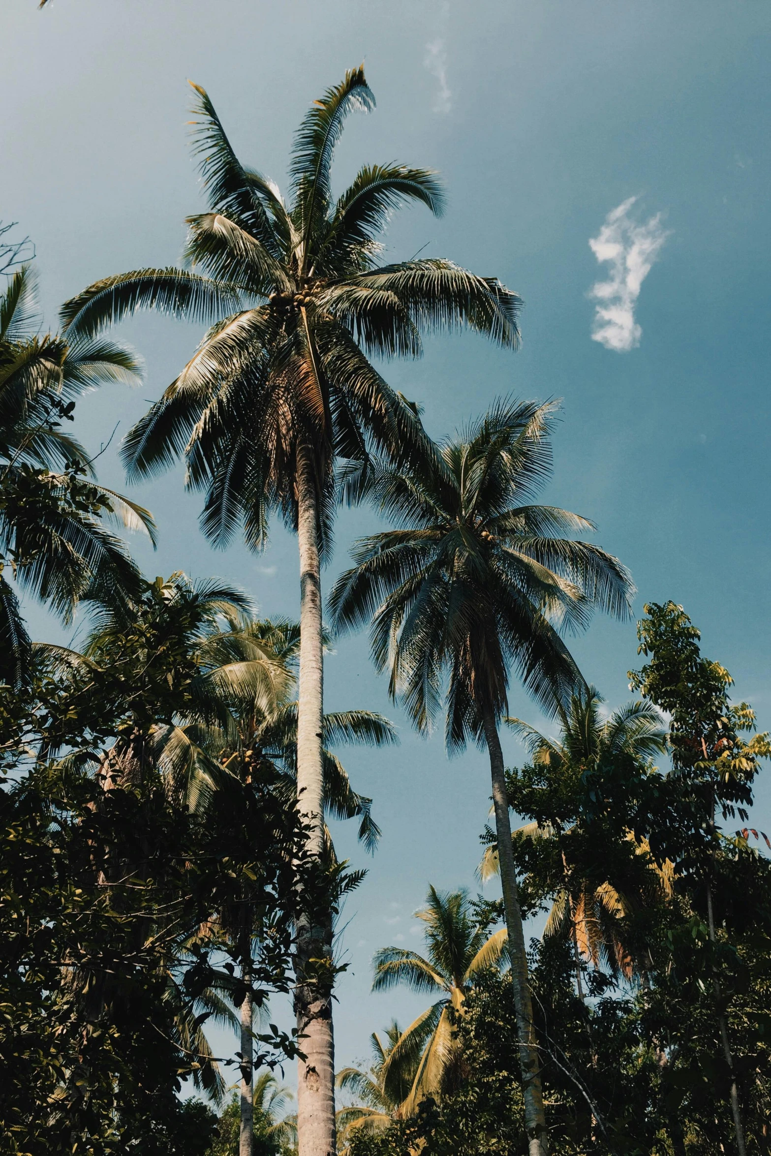 a group of palm trees standing next to each other, lush countryside, manila, top selection on unsplash, multiple stories