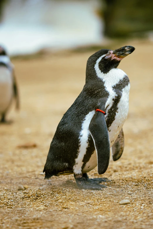 a couple of penguins standing on top of a sandy beach, slide show, goggles around his neck, stretch, up-close