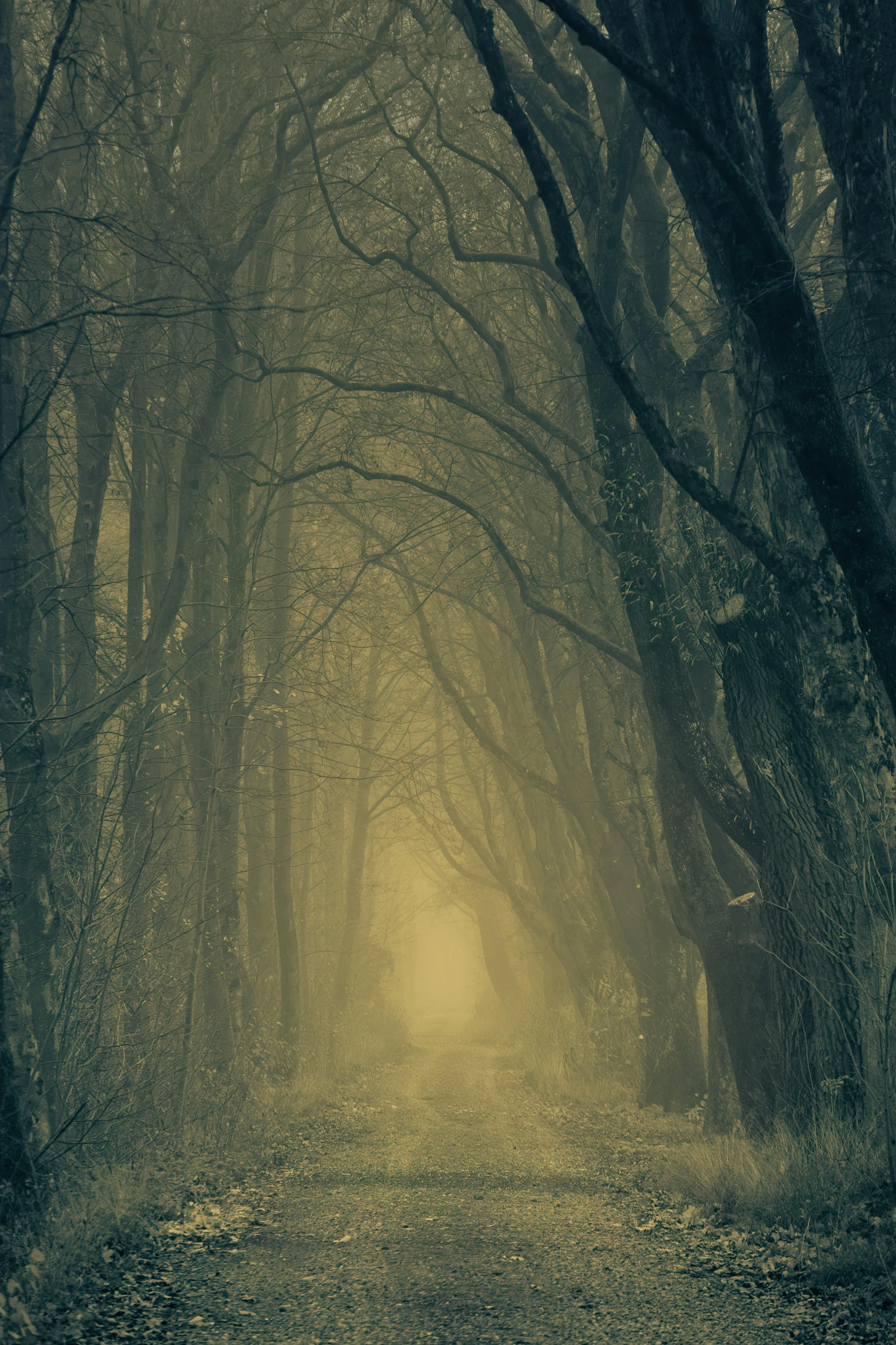 a dark forest filled with lots of trees, by Eglon van der Neer, unsplash contest winner, tonalism, old photo of a creepy landscape, an ancient path, southern gothic scene, yellow mist