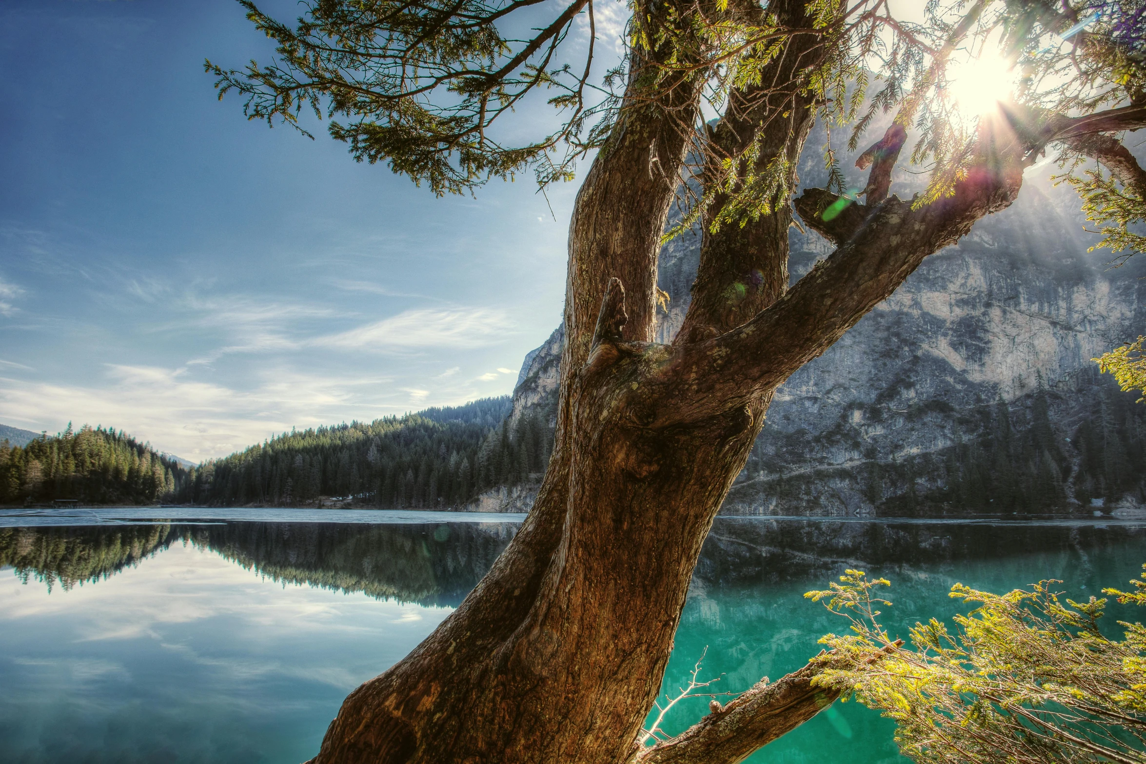 a tree that is next to a body of water, pexels contest winner, in the dolomites, afternoon hangout, istock, intricate beauty