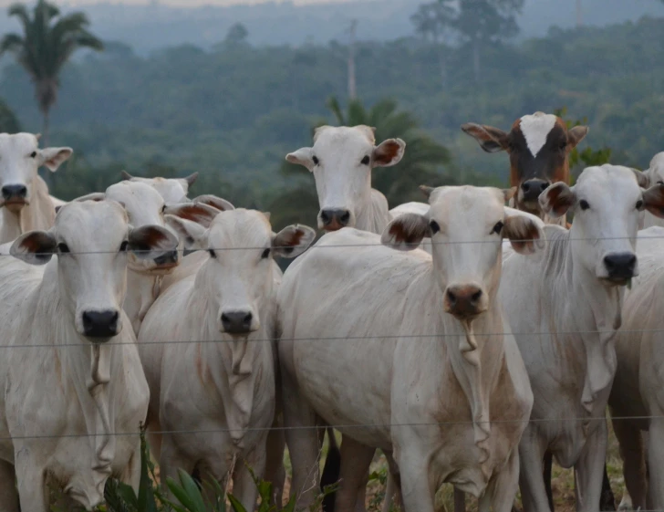 a herd of cattle standing on top of a lush green field, by Ceferí Olivé, intense albino, profile image, in sao paulo, gipf project