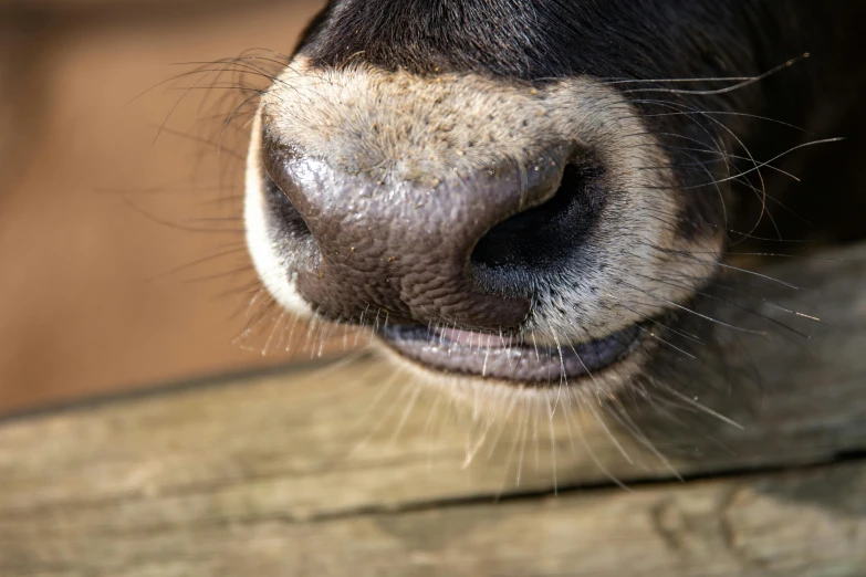 a close up of the nose of a cow, trending on pexels, donkey, on a wooden plate, long thick shiny black beak, awkward