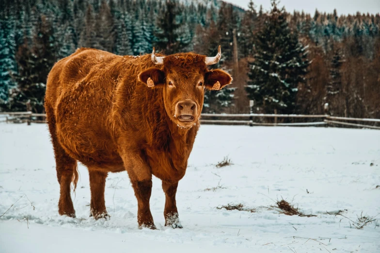 a brown cow standing on top of a snow covered field