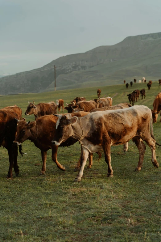 a herd of cattle walking across a lush green field, in the evening, mountainous terrain, very buff, taken in the early 2020s