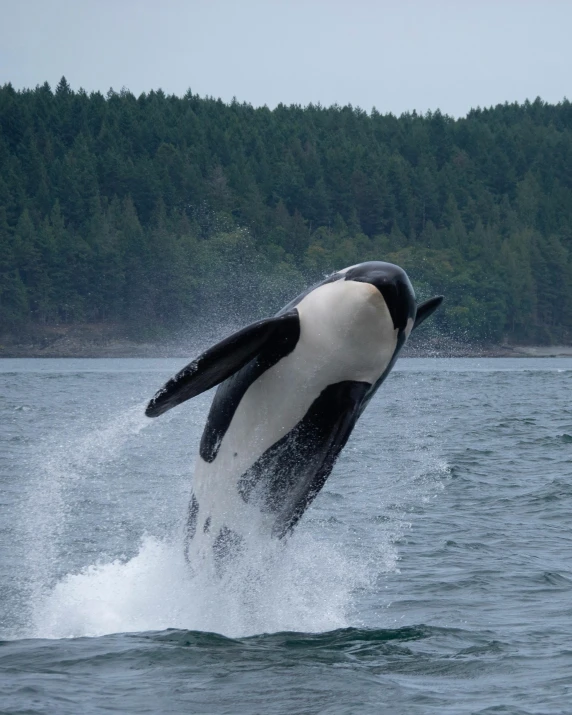 a black and white whale jumping out of the water, seattle completely wasted away, on his hind legs, a handsome