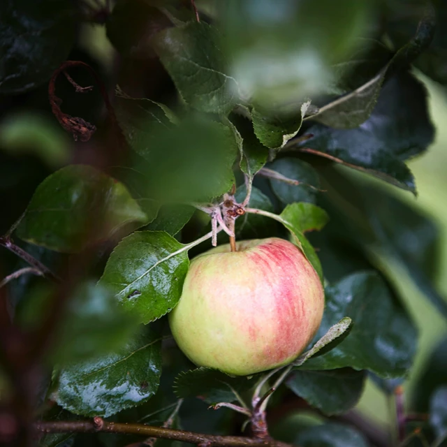 a close up of an apple on a tree, inspired by Jane Nasmyth, unsplash, renaissance, full frame image, multi - coloured, no cropping, edible