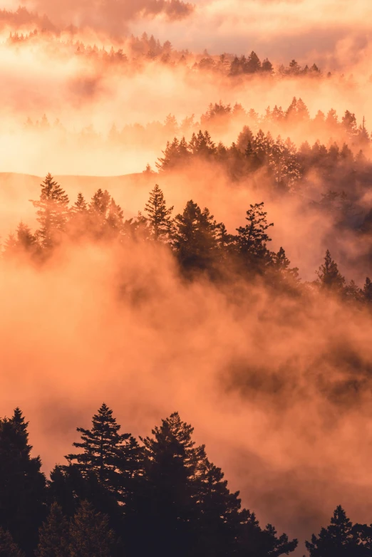 a group of trees sitting on top of a lush green hillside, by Neil Blevins, unsplash contest winner, light orange mist, pacific northwest coast, made of mist, the glimmering orange dawn