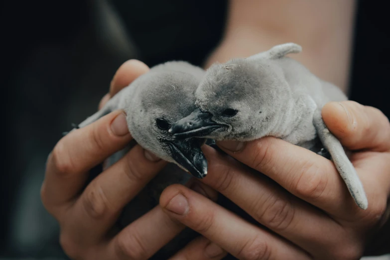 a person holding a baby penguin in their hands, by Matija Jama, plasticien, grey, close together, breeding, 🦩🪐🐞👩🏻🦳