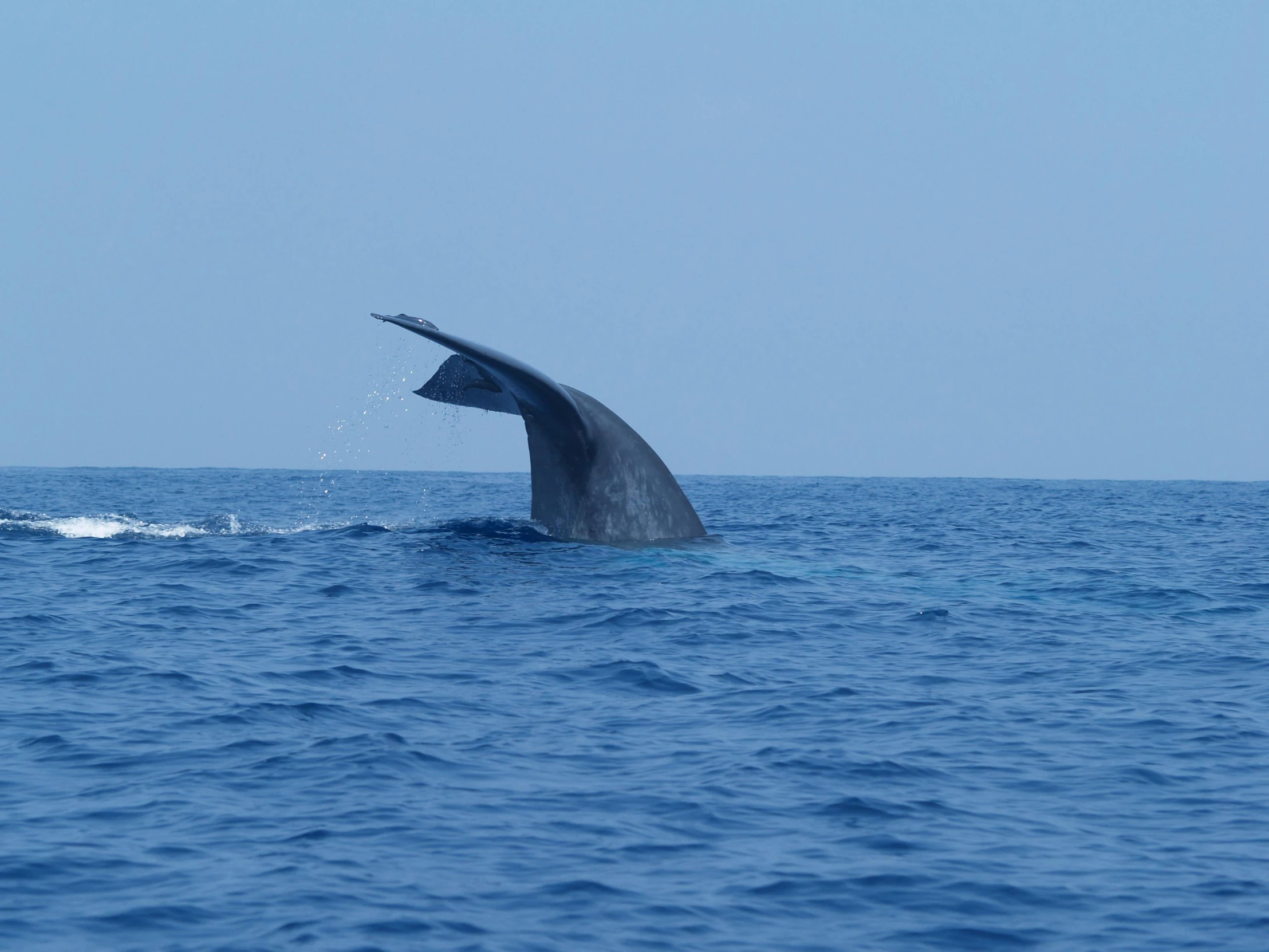 a whale is jumping out of the water, hurufiyya, seen from behind, blue, sri lanka, épaule devant pose