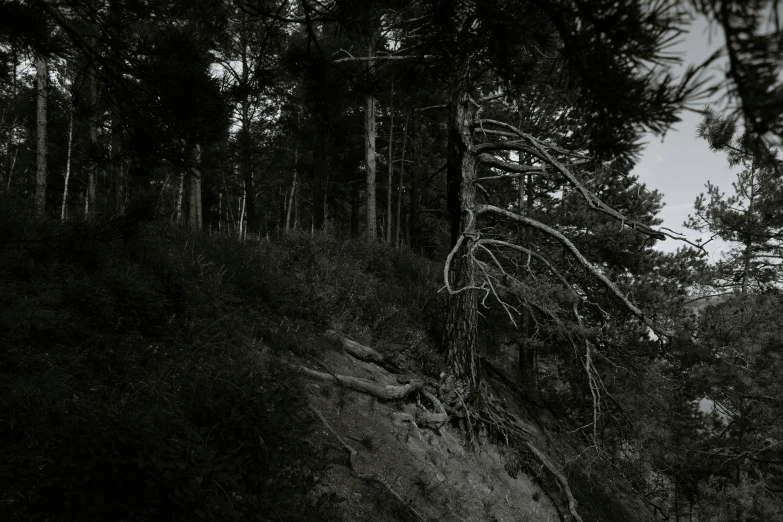 a black and white photo of a forest, unsplash, process art, erosion, pine tree, summer evening, limbs