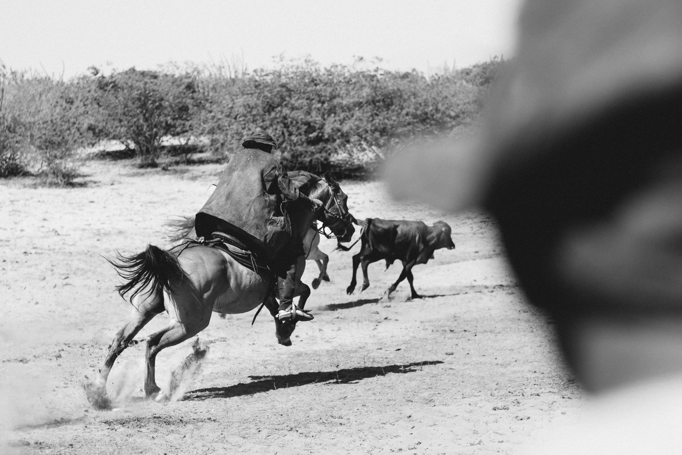 a man riding on the back of a horse next to a cow, a black and white photo, unsplash, figuration libre, local people chasing to attack, in chuquicamata, soldiers running, action with run and fight