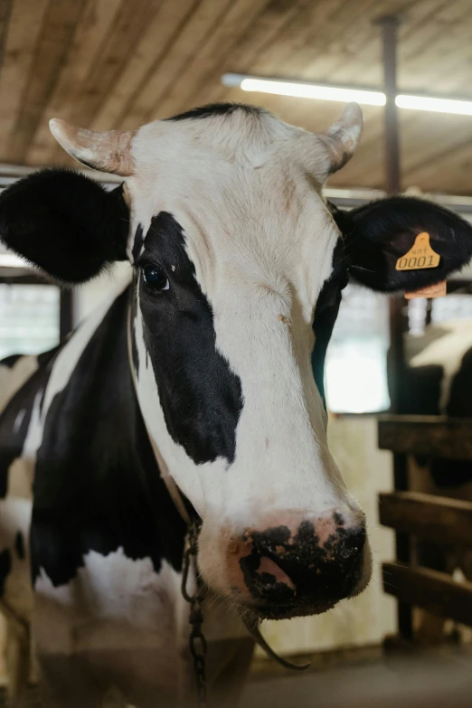 a black and white cow standing in a barn, trending on unsplash, square nose, 256435456k film, ( ultra realistic, malaysian