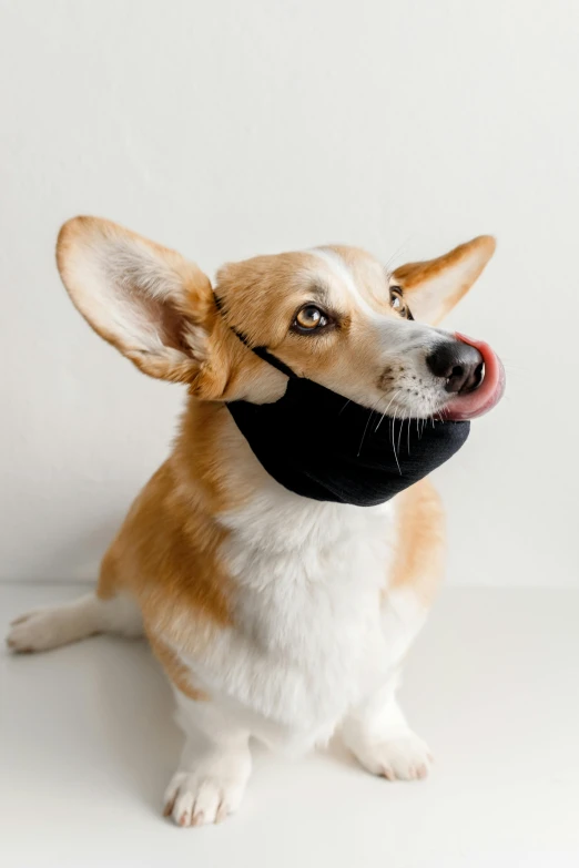 a brown and white dog wearing a black mask, licking out, product shot, medium wide front shot, technical