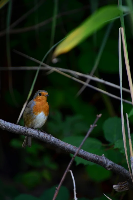 a small bird sitting on top of a tree branch, in the woods, in the evening