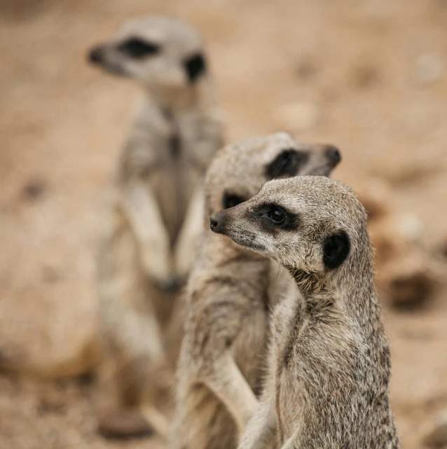 a group of meerkats standing next to each other, a portrait, pexels contest winner, fan favorite, calmly conversing 8k, close-up on legs, australian